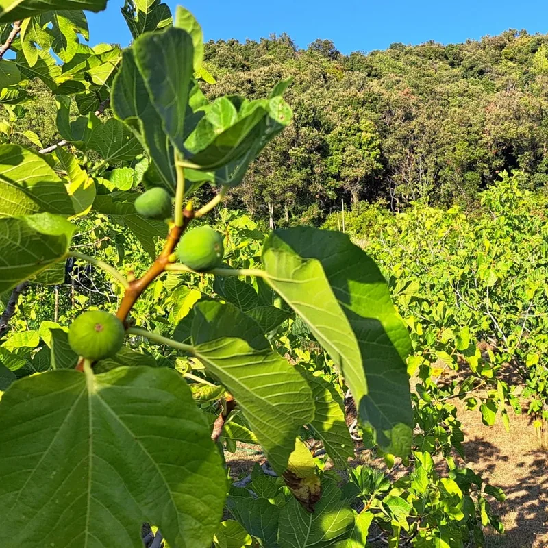 Fig Orchard